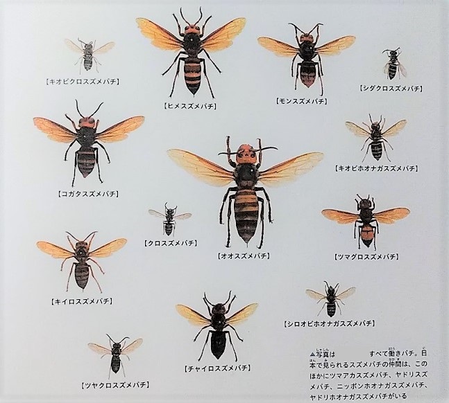 日本に生息しているスズメバチ３属17種 蜂の巣駆除はハチ駆除ドットコム 滋賀 京都 大阪 三重 対応