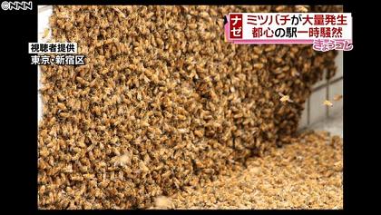 分封中のミツバチ駆除に賛否 東京都新宿区 蜂の巣駆除はハチ駆除ドットコム 滋賀 京都 大阪 三重 対応