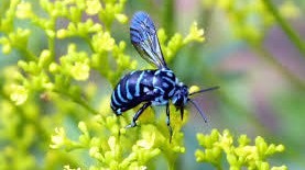 幸せを呼ぶ青い蜂 ブルー ビー 蜂の巣駆除はハチ駆除ドットコム 滋賀 京都 大阪 三重 対応