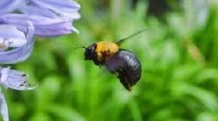蜂　クマバチ