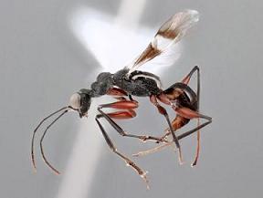 世界2匹目のハチ　ネオドリヌス・イソネウルス　九州大学農学部昆虫学教室・三田敏治