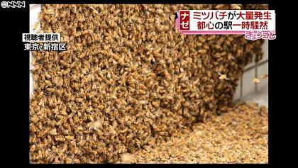 蜂　ミツバチ　駆除