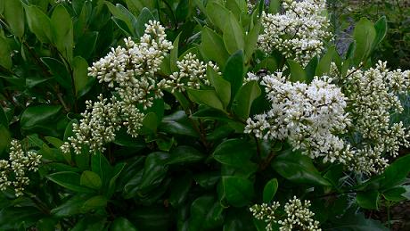 蜂が好む植物 蜂の巣駆除はハチ駆除ドットコム 滋賀 京都 大阪 三重 対応