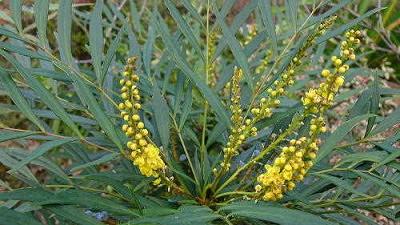 蜂が好む植物 蜂の巣駆除はハチ駆除ドットコム 滋賀 京都 大阪 三重 対応