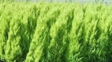 蜂が好む植物 蜂の巣駆除はハチ駆除ドットコム 滋賀 京都 大阪 三重 対応