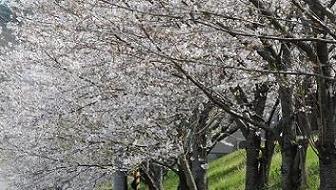 サクラ（桜）のハチ危険度蜂の巣駆除専門業者調べ