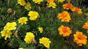蜂が好む植物 蜂の巣駆除はハチ駆除ドットコム 滋賀 京都 大阪 三重 対応