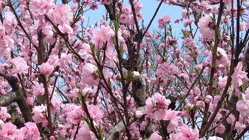 モモ（桃）・ハナモモのハチ危険度蜂の巣駆除専門業者調べ