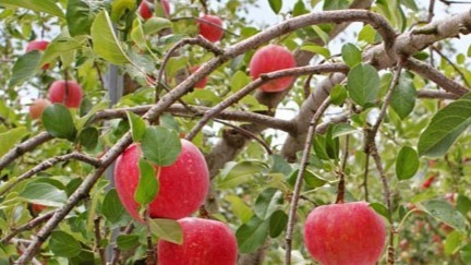 リンゴのハチ危険度蜂の巣駆除専門業者調べ