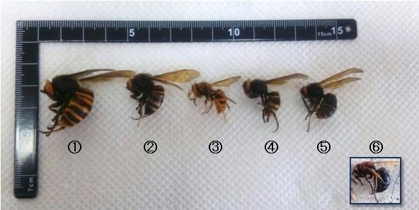 スズメバチの比較
