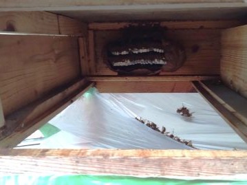 a⑧ガレージ作業台の引き出しキイロスズメバチ駆除滋賀県京都府