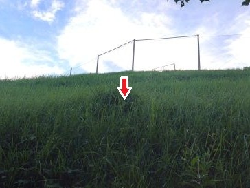 ⑱グラウンド法面の地中オオスズメバチ駆除滋賀県京都府