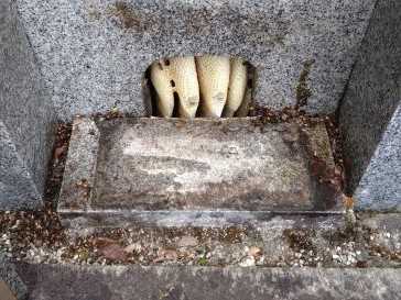 ④墓石納骨室ミツバチ駆除滋賀県京都府