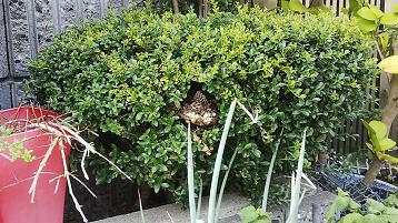 京都市伏見区で植木に営巣したアシナガバチの蜂の巣駆除
