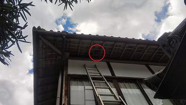 京都市右京区で客殿の２F軒下に営巣したキイロスズメバチの蜂の巣駆除