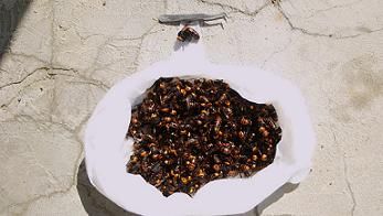 滋賀県大津市で土中に営巣したオオスズメバチの蜂の巣駆除