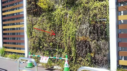 滋賀県彦根市で大型スーパー敷地内の植栽に営巣したアシナガバチの蜂の巣駆除