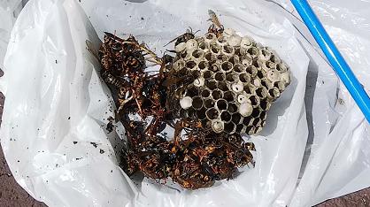 滋賀県彦根市で大型スーパー敷地内の植栽に営巣したアシナガバチの蜂の巣駆除 最安