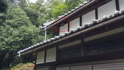 滋賀県彦根市で自治会館の2階軒下に営巣したキイロスズメバチの蜂の巣駆除