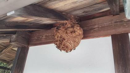 滋賀県彦根市で自治会館の2階軒下に営巣したキイロスズメバチの蜂の巣駆除