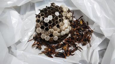 滋賀県栗東市で信楽焼の狸の中に営巣したアシナガバチの蜂の巣駆除