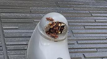 滋賀県栗東市でエアコンダクト通気口内に営巣したアシナガバチの蜂の巣駆除 安くて安心