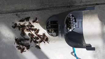 滋賀県栗東市でエアコンダクト通気口内に営巣したアシナガバチの蜂の巣駆除