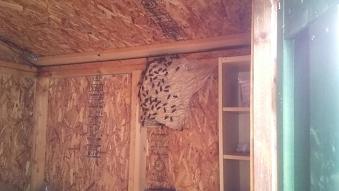 滋賀県甲賀市水口町で小屋の中に営巣したモンスズメバチの蜂の巣駆除
