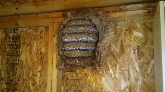 滋賀県甲賀市水口町で小屋の中に営巣したモンスズメバチの蜂の巣駆除