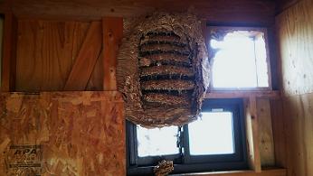 滋賀県甲賀市水口町でプレハブ小屋内部に営巣したモンスズメバチの蜂の巣駆除