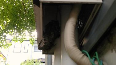 滋賀県野洲市で屋外給湯器に営巣したアシナガバチの蜂の巣駆除