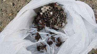 滋賀県野洲市電動三輪に営巣したアシナガバチの蜂の巣駆除