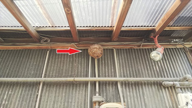 京都府京都市北区で1階軒下に営巣したコガタスズメバチの蜂の巣駆除