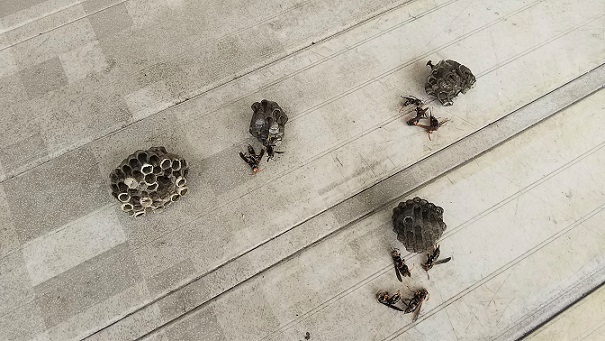 京都府京都市南区で２Fベランダ軒下に営巣したアシナガバチの蜂の巣駆除