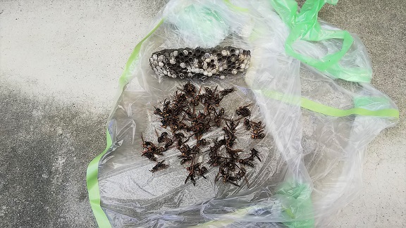 滋賀県大津市で窓サッシに営巣したアシナガバチの蜂の巣駆除