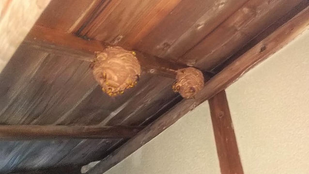京都府京都市山科区で２階軒下に営巣したキイロスズメバチの蜂の巣駆除
