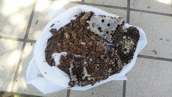 滋賀県栗東市で通気口ダクト内に営巣したキイロスズメバチの蜂の巣駆除