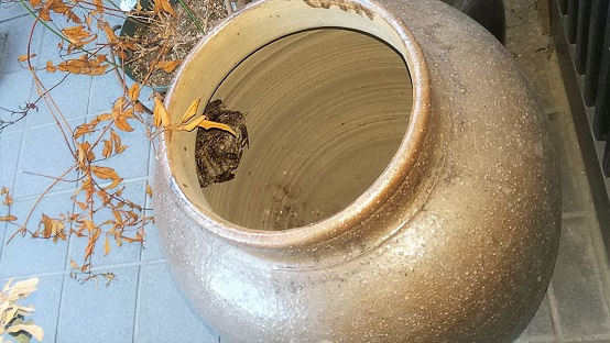 滋賀県近江八幡市で壺の中に営巣したアシナガバチの蜂の巣駆除