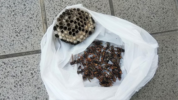 滋賀県近江八幡市で壺の中に営巣したアシナガバチの蜂の巣駆除
