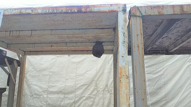 滋賀県近江八幡市で資材置き場天井に営巣したキイロスズメバチの蜂の巣駆除
