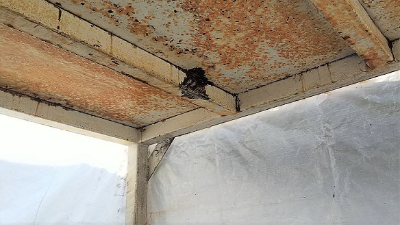 滋賀県近江八幡市で資材置き場天井に営巣したキイロスズメバチの蜂の巣駆除