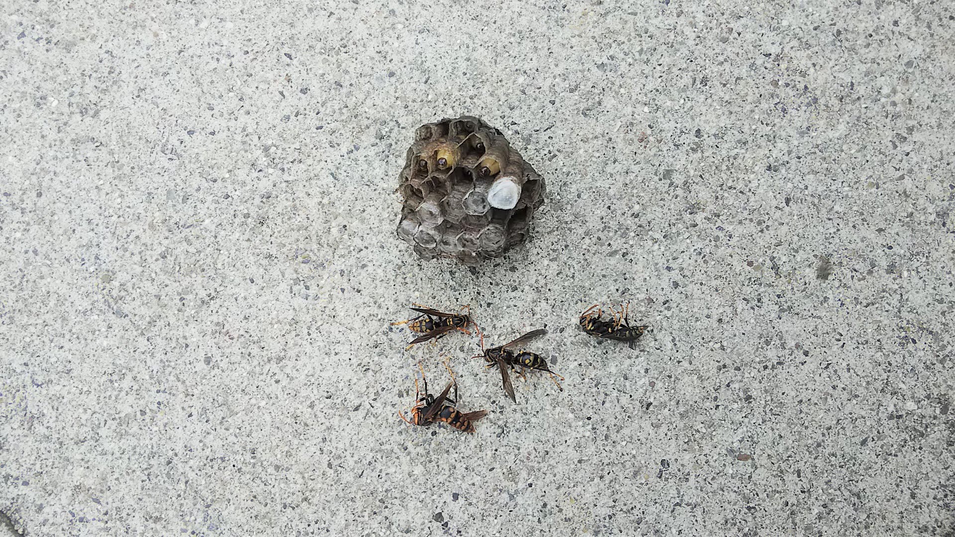 滋賀県野洲市でカーポート屋根に営巣したアシナガバチの蜂の巣駆除
