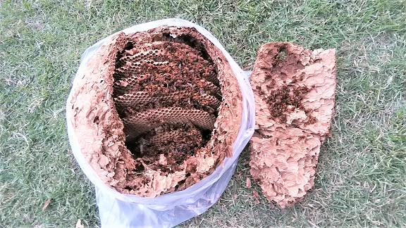 滋賀県甲賀市信楽町でゴルフ場コース脇の樹木に営巣したキイロスズメバチの蜂の巣駆除