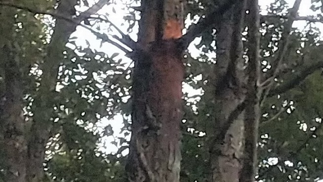 滋賀県甲賀市信楽町でゴルフ場コース脇の樹木に営巣したキイロスズメバチの蜂の巣駆除