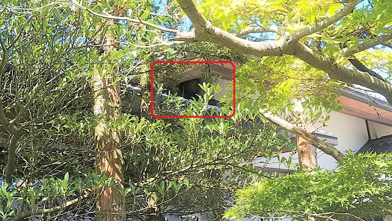 滋賀県甲賀市信楽町でクラブハウス2階軒下に営巣したキイロスズメバチの蜂の巣駆除