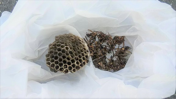 京都府京都市南区で車のフロントグリル内に営巣したアシナガバチの蜂の巣駆除