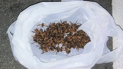 滋賀県大津市で屋外トイレ軒天内営巣したキイロスズメバチの蜂の巣駆除