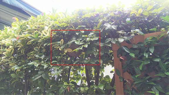 京都府宇治市で生垣に営巣したコガタスズメバチの蜂の巣駆除
