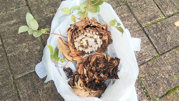 京都府宇治市で生垣に営巣したコガタスズメバチの蜂の巣駆除