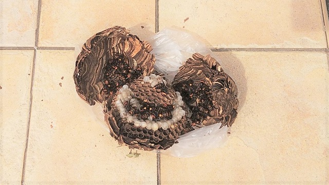 京都府宇治市でハナミズキに営巣したコガタスズメバチの蜂の巣駆除